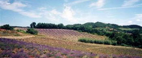 Hauptbild